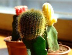 室內擺放植物越多越好?